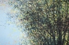 Late Summer Trees