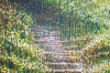 Late Summer Trees #2