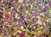 Under the Golden Canopy - Framed