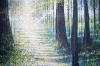 Light Through Summer Trees