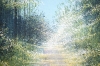 Forest Path In Sunlight