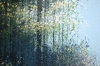 Forest Path In Sunlight
