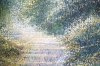 Late Summer Forest Trees