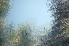 Late Summer Forest Trees