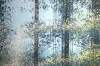 Late Summer Forest Trees #2
