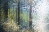 Late Summer Forest Trees #2