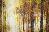 Golden Autumn Forest Path
