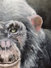 Chimp