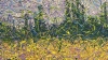 Where Time Dissolves in Bloom