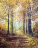 Autumn Forest Trees #6