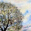 Awakening , Fen Oak