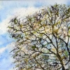 Awakening , Fen Oak