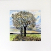 Awakening , Fen Oak