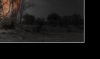 Baobab Tree
