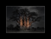 Baobab Tree