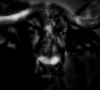 Animals of Africa - African Buffalo