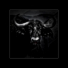 Animals of Africa - African Buffalo