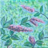Butterfly Bush