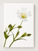 Innocent Beauty: Devon Hedgerows - Stitchwort