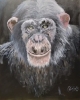 Chimp