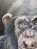 Chimp