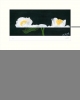 White Peony 1