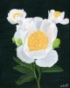 White Peony 1