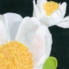White Peony 1