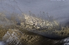 Noblesse in Gold – Grey Black and Gold Abstract Painting