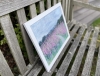 Foxgloves, LLyn Crafnant