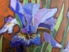 Irises