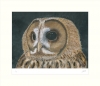 The Watchful Eye