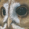 The Watchful Eye