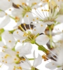 Innocent Beauty: Devon Hedgerows - Blackthorn Blossom