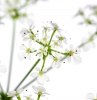 Innocent Beauty: Devon Hedgerows - Cow Parsley