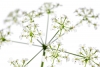 Innocent Beauty: Devon Hedgerows - Cow Parsley