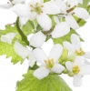 Innocent Beauty: Devon Hedgerows - Garlic Mustard