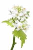 Innocent Beauty: Devon Hedgerows - Garlic Mustard