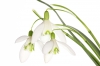 Innocent Beauty: Devon Hedgerows - Snowdrops 2