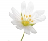 Innocent Beauty: Devon Hedgerows - Stitchwort
