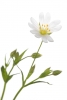 Innocent Beauty: Devon Hedgerows - Stitchwort