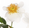 Innocent Beauty: Devon Hedgerows - Wild Dog Rose