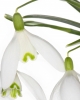 Innocent Beauty: Devon Hedgerows - Snowdrops 1