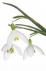 Innocent Beauty: Devon Hedgerows - Snowdrops 1