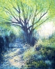 Light Through Summer Trees