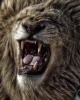 Animals of Africa - Lions Couple