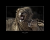 Animals of Africa - Lions Couple