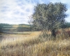 Meadow In Late Summer #2