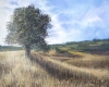 Meadow In Late Summer