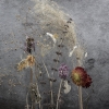 Momento Mori: Autumnal Stillness 2
